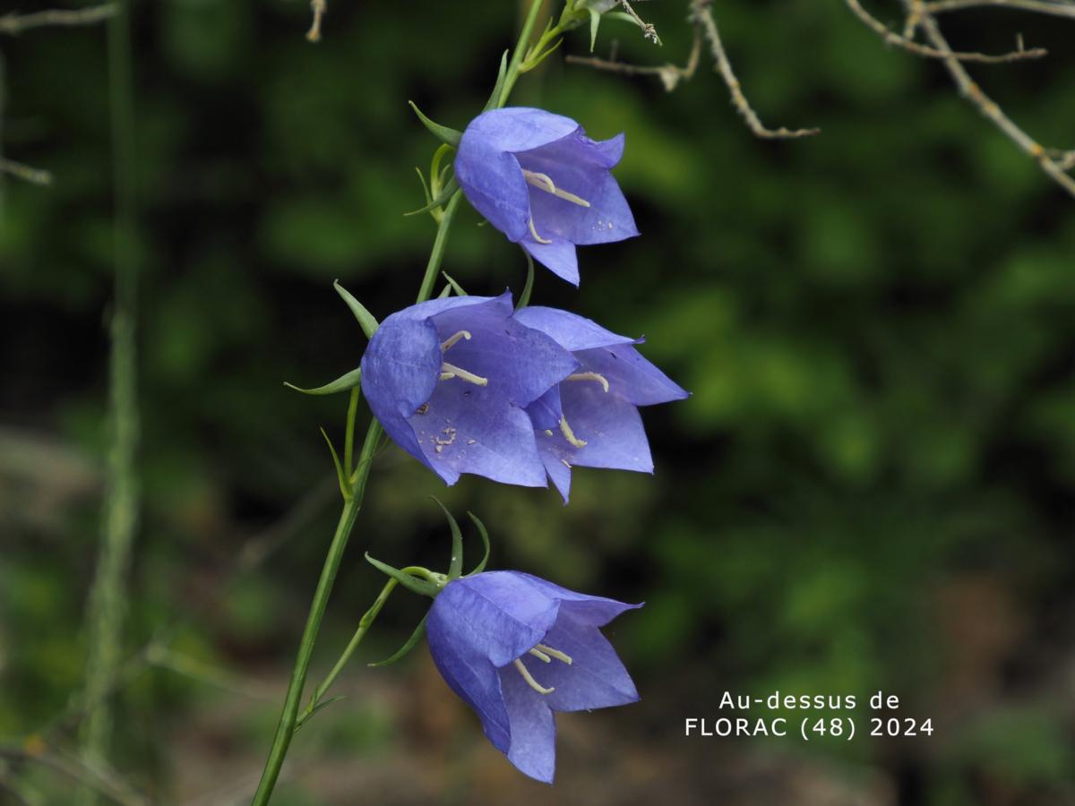 Bellflower, Peach-leaved flower